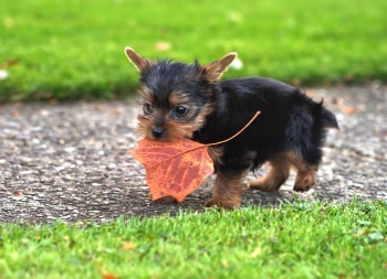 Keep fall a safe time for your pet.